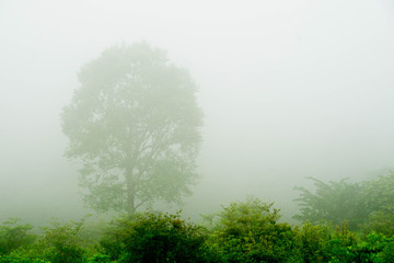 Fototapeta na wymiar 霧の中の木
