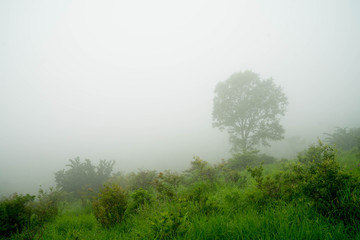 霧の中の木