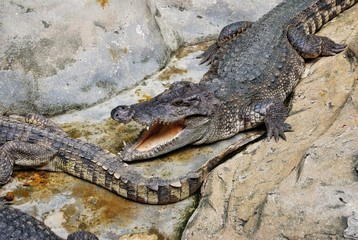 Crocodile in the pond farm in thailand.