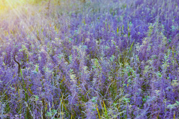 Obraz premium purple field wild flowers and grass in the sun rays. .lilac floral background or wallpaper