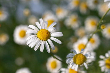 Fototapeta premium chamomile flower with drops of water on a background of chamomile garden. white chamomile flowers German chamomile. Matricaria chamomilla or Chamaemelum nobile