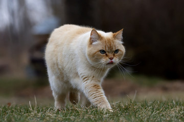Naklejka na ściany i meble A Ginger Cat Strolling Across a Grassy Yard