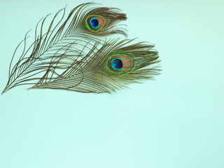 Clothing and home decoration. Beautiful peacock's feathers on light blue background.