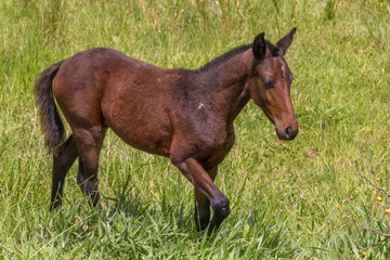 One brown horse, view from the side, in the middle of a green pasture