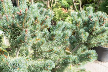 Blurred macro photo of summer berberis with selective focus