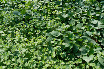 Green lush leaf background, natural leaves plant pattern or textur