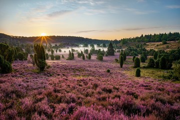 Sonnenaufgang am Totengrund in der Lüneburger Heide