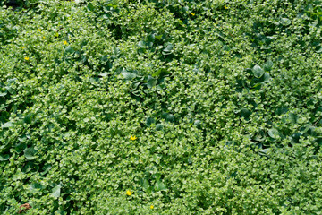 Green lush leaf background, natural leaves plant pattern or textur