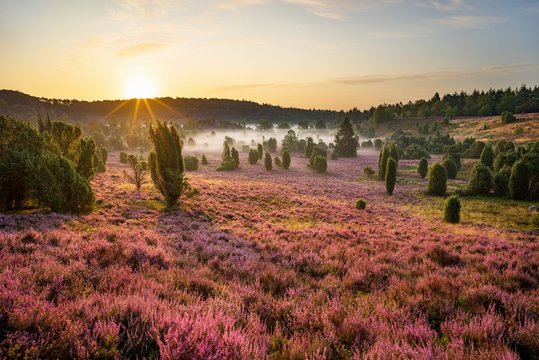 Sonnenaufgang am Totengrund in der L&uuml;neburger Heide