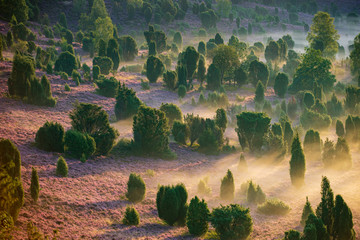 Sonnenaufgang am Totengrund in der Lüneburger Heide