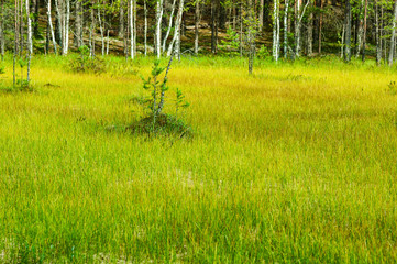 swamp forest and field landscape