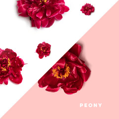 Fresh pink peonies on white pink background top view, space for text.