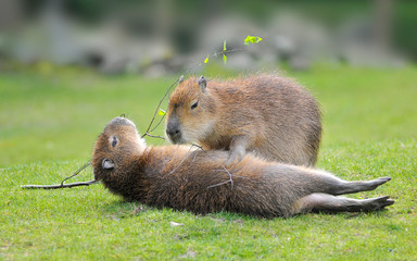 Closeup of two Capybara (Hydrochoerus hydrochaeris) playing on grass