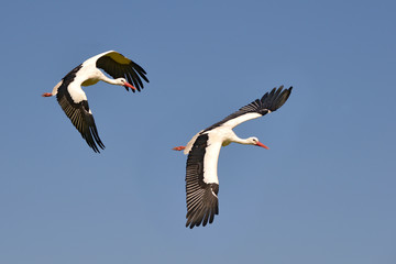 Two white storks (Ciconia ciconia) in fly on blue sky background