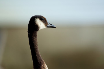 A Canada Goose Portrait