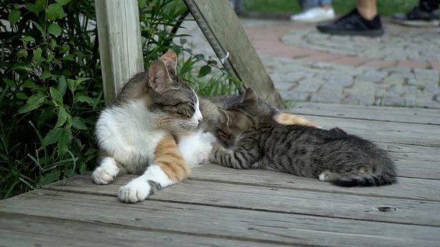 Tabby kitten is breastfeeding by their mother in slow motion