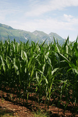 Obraz premium Green corn field on summer. Agricultural field in northern Italy in a sunny day