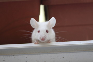 souris blanche 