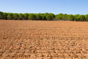 Plowed land with pine plantation - Terreno agricola de tierra arada con plantación de pinos