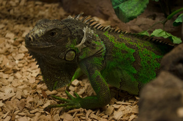 Green iguana (Iguana iguana, American iguana) shedding off its skin in Mundopark, Guillena, Seville, Spain