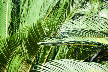 Lush tropical foliage. tropical background