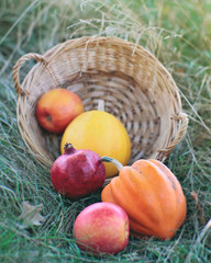 Fresh vegetables in a basket on a green field