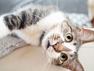 ソファから乗り出し、こちらを見つめる猫