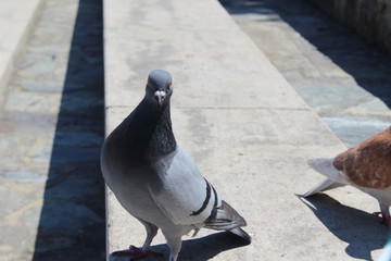 pigeon 