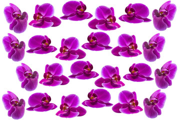 fresh orchid isolated on white background.