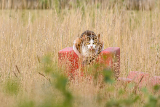 Eine braun gefleckte Katze sitzt auf einem Feld
