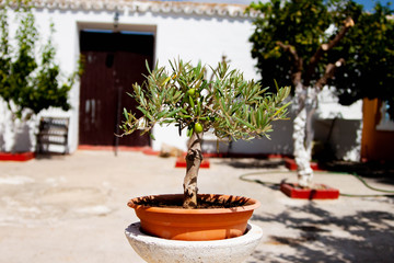 Fototapeta na wymiar olive bonsai in a garden