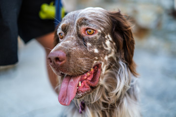 Face of an english setter dog