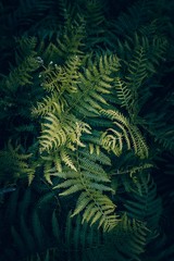 green fern leaves textured  in the nature, green background