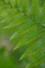 green fern leaves textured  in the nature, green background