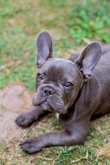 Fototapeta premium french bulldog portrait on a green background