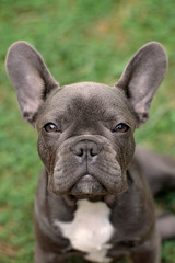 french bulldog portrait on a green background