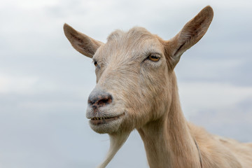 Portrait of brown goat with beard and very big ears, on the blue sky background