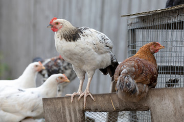 Many various hens roost in the yard