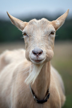 Goat With Big Bulging Cheeks, Smiling To The Camera