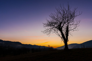 Isolated tree at sunset