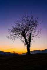 Fototapeta na wymiar Isolated tree at sunset