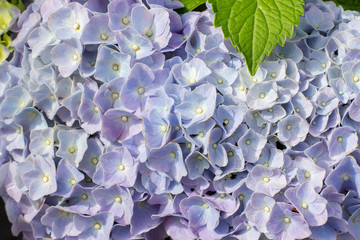 Blue Hydrangea flower Ornamental plant Hydrangea macrophylla