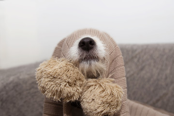 sick, playful or scared dog covered with a warm tassel blanket.