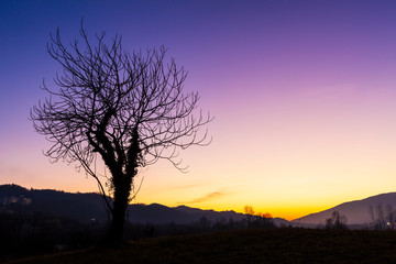 Isolated tree at sunset