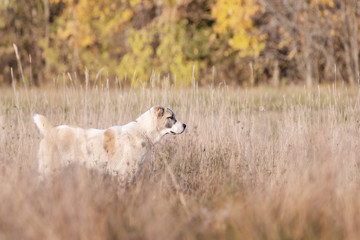 Central Asian Shepherd dog in autumn landscape background