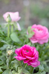 Close Up Of Pink Ranunculus Flower