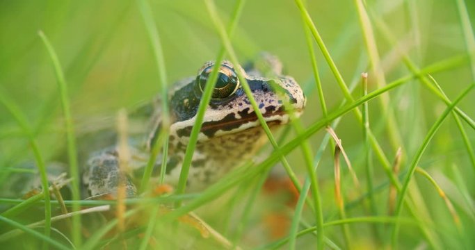 Close-up frog in the wild. hid among leaves and sticks. Macro shooting