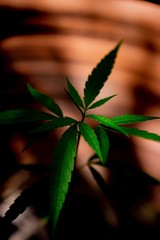 Cannabis plant in pots, marijuana trees