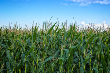 Corn field in bloom, blue sky