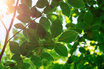 green tree leaves and branches in the nature, green background